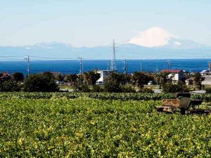 緑豊かな自然が溢れる三浦市