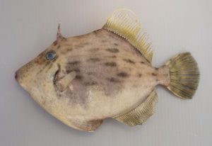 海釣りイベント ～高級魚カワハギを狙う!～